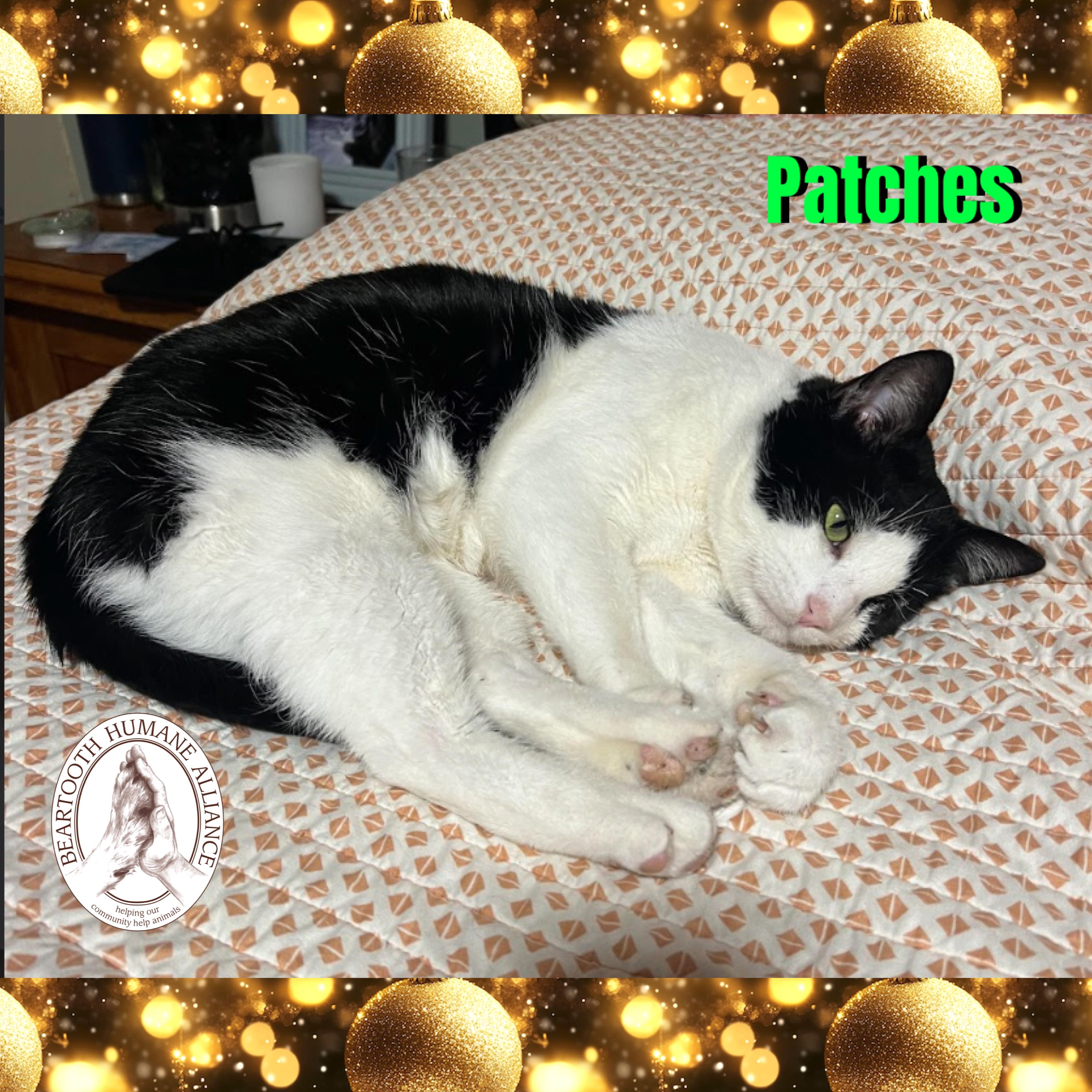 Patches, a ADOPTABLE mixed breed in Red Lodge, MT image 2/2