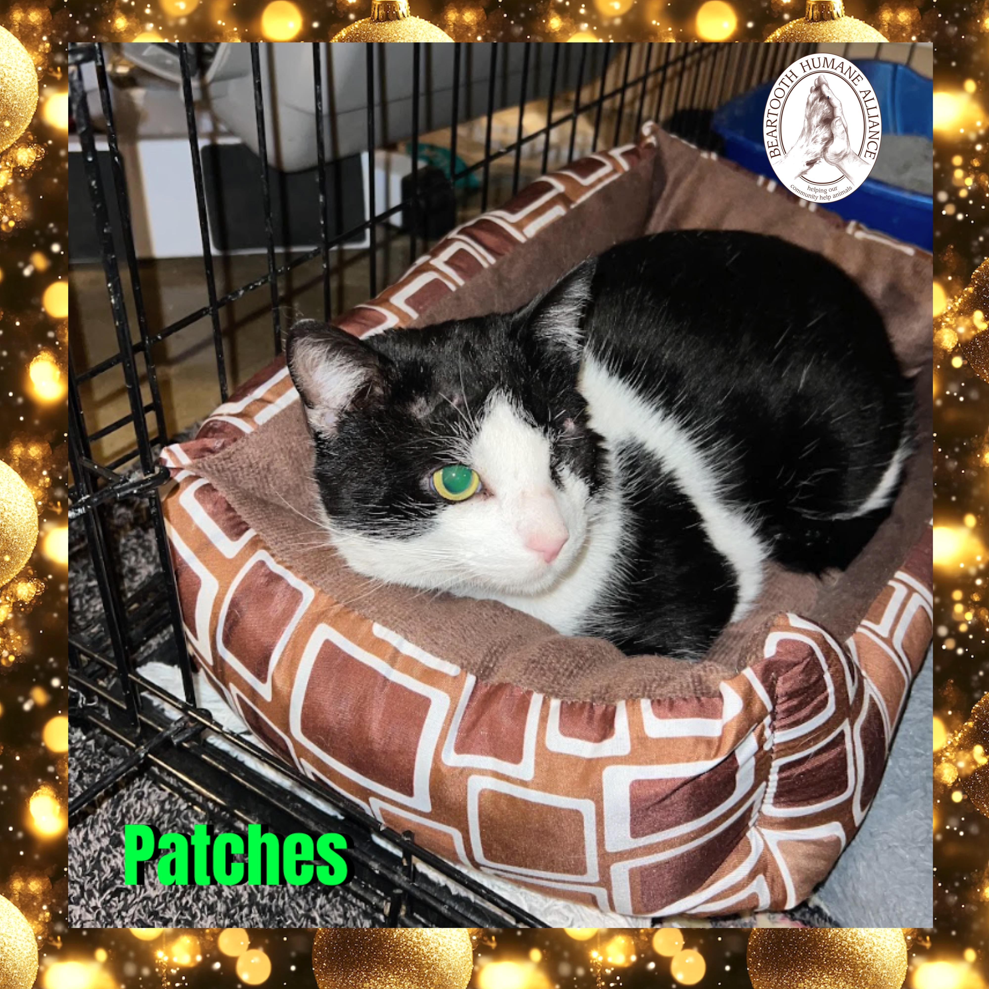 Patches, ADOPTABLE, Adult Male Domestic Short Hair.