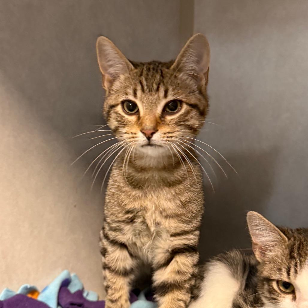 Zed, Adoptable, Kitten Male Domestic Short Hair.