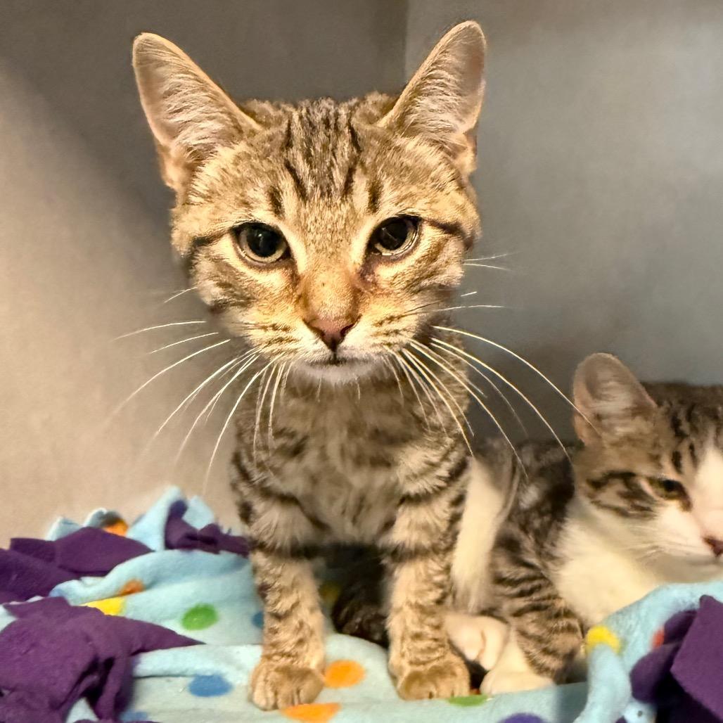 Zed, a Adoptable Domestic Short Hair in Summerville, SC image 2/2