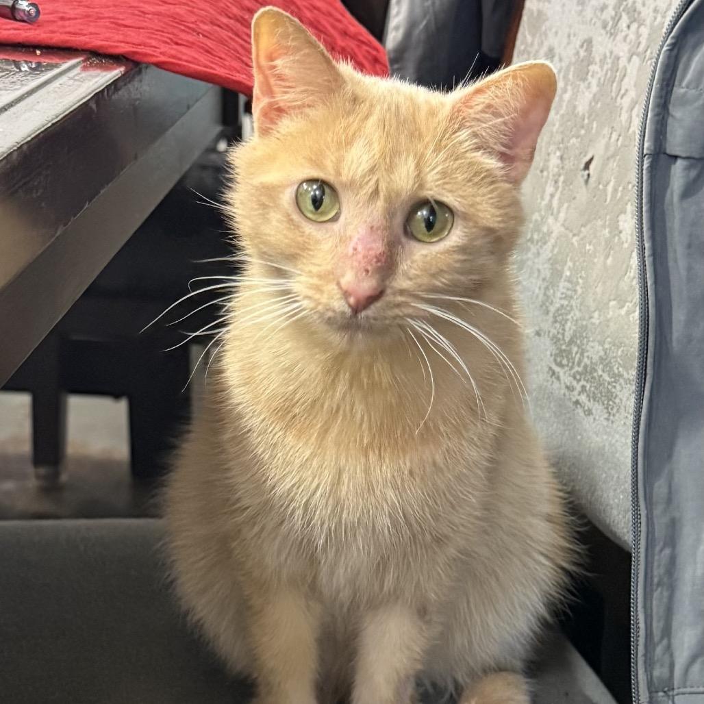 cassidy, Adoptable, Young Female Domestic Short Hair.