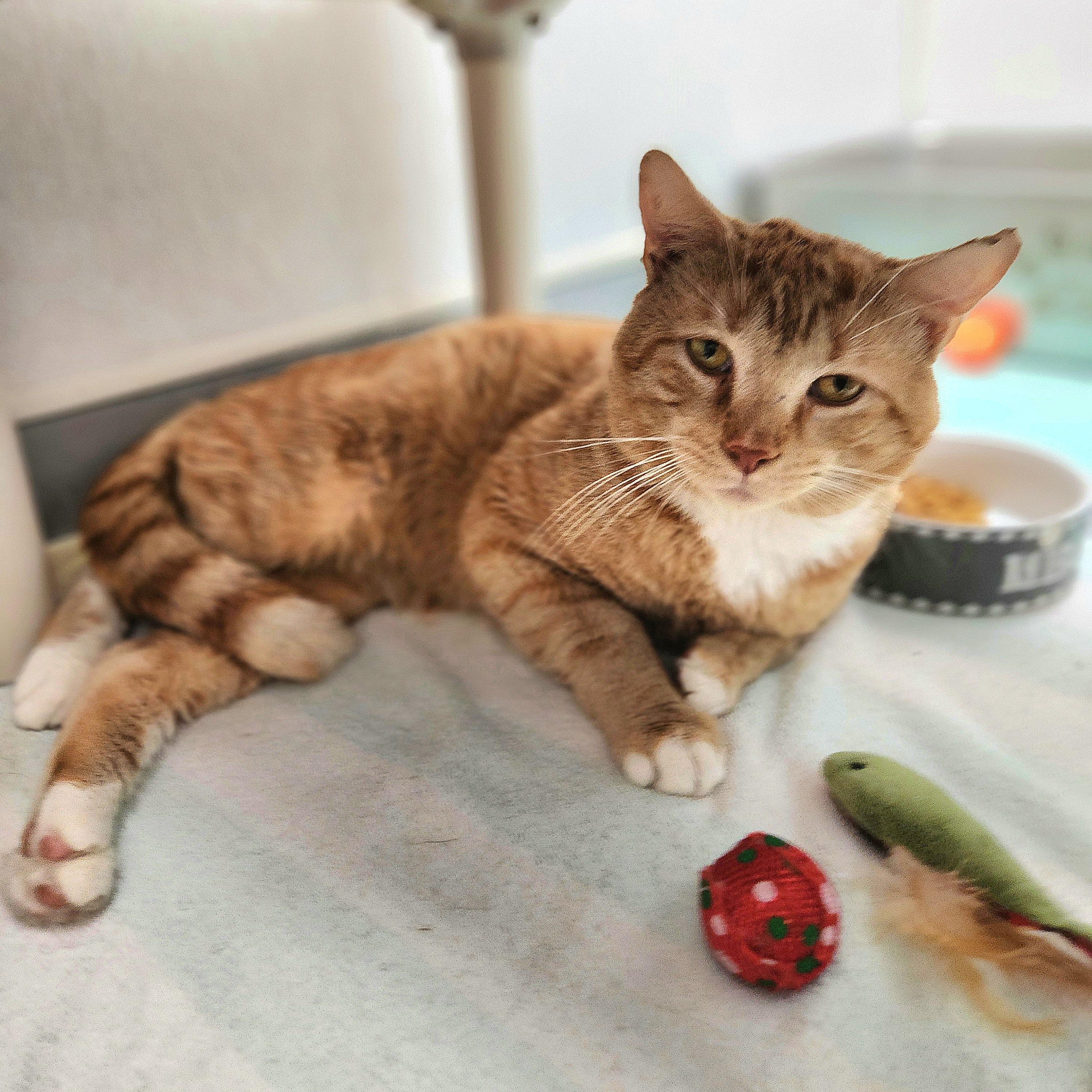Archer, a ADOPTABLE Domestic Short Hair in Medfield, MA image 2/4