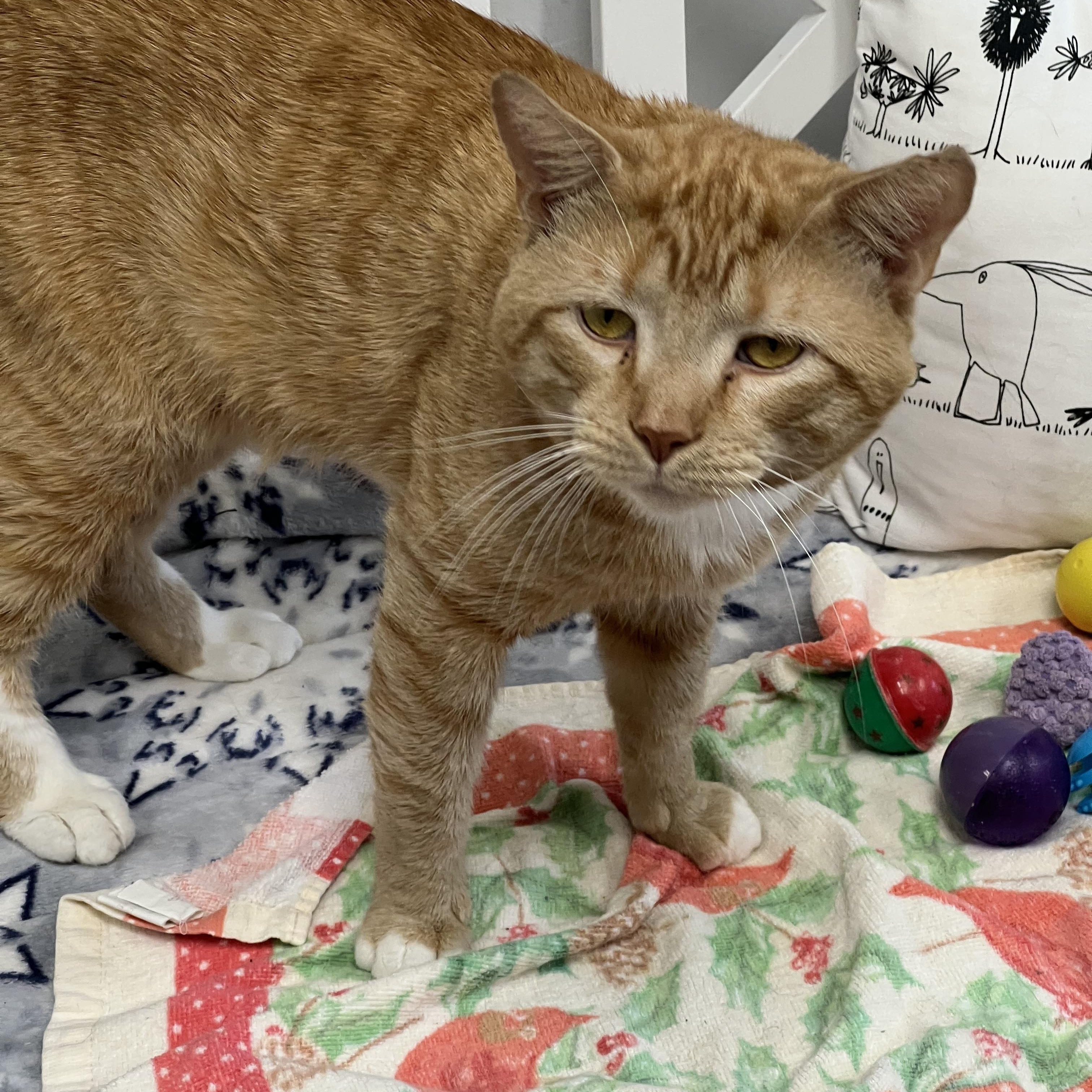 Archer, a ADOPTABLE Domestic Short Hair in Medfield, MA image 2/4