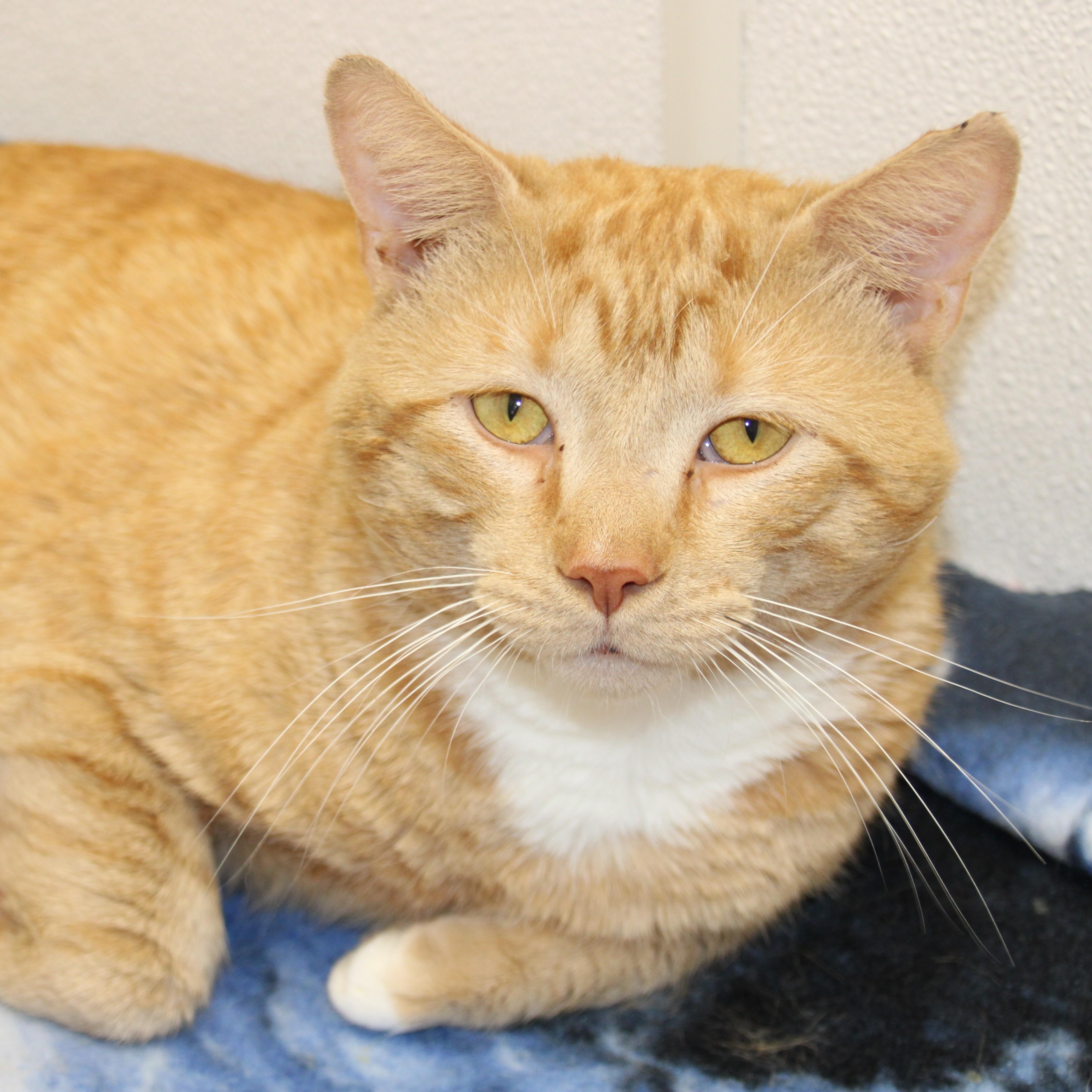 Archer, a ADOPTABLE Domestic Short Hair in Medfield, MA image 1/4