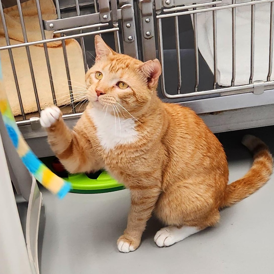 Archer, ADOPTABLE, Adult Male Domestic Short Hair.