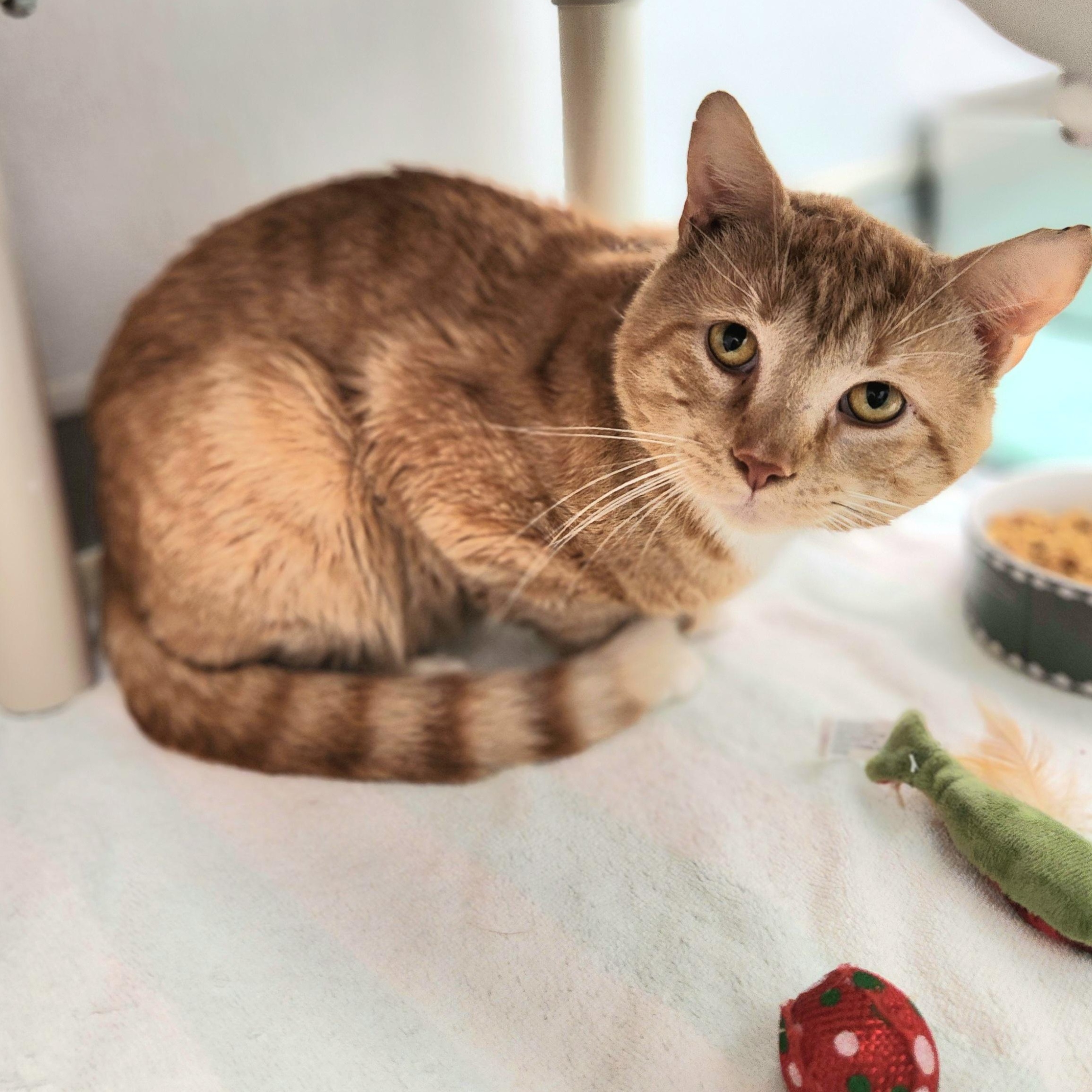 Archer, a ADOPTABLE Domestic Short Hair in Medfield, MA image 4/4