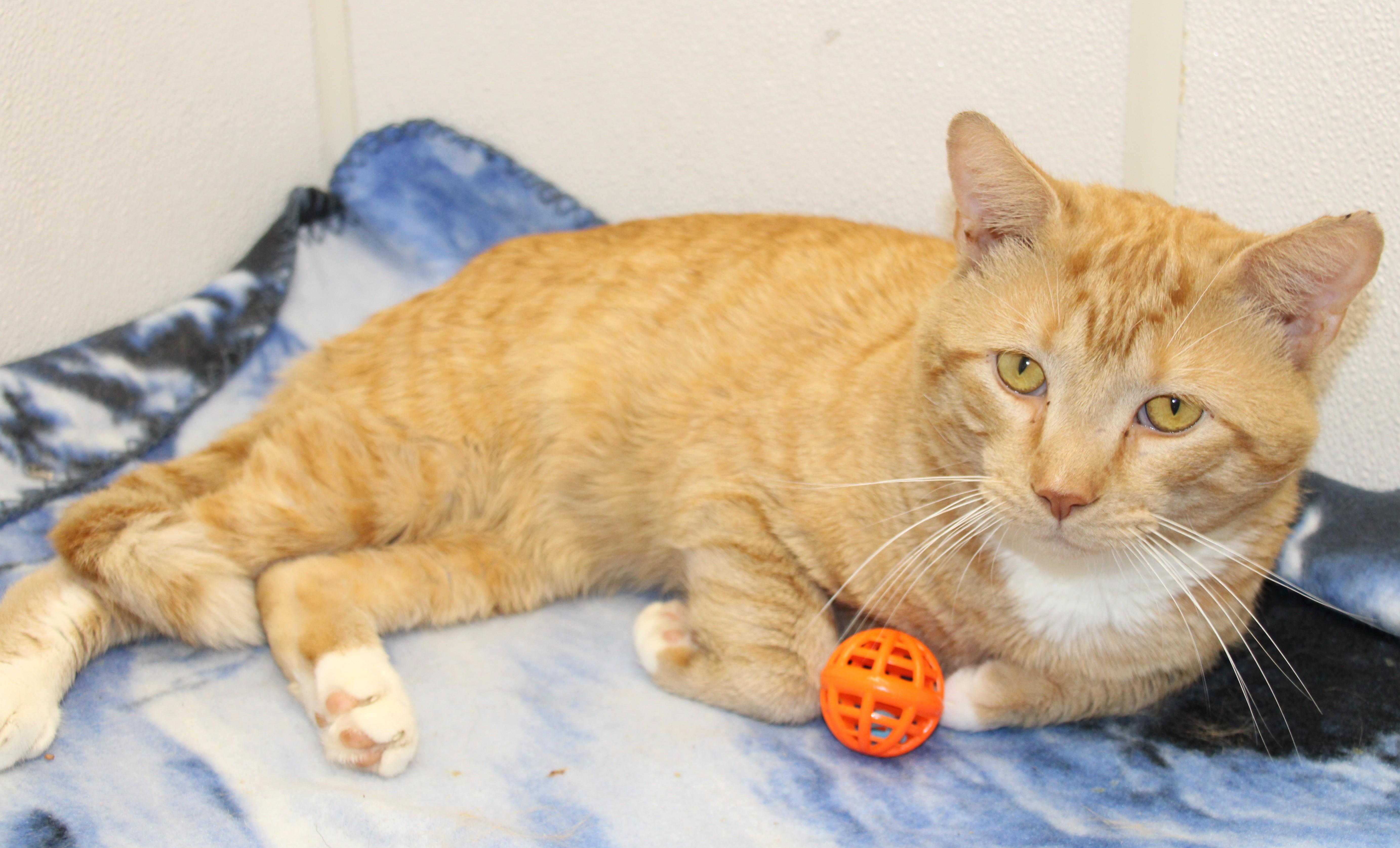Archer, a ADOPTABLE Domestic Short Hair in Medfield, MA image 3/4