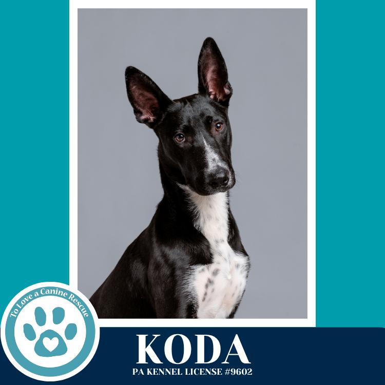 Enlarge Koda 101125, a Adoptable mixed breed in Kimberton, PA image 1/5