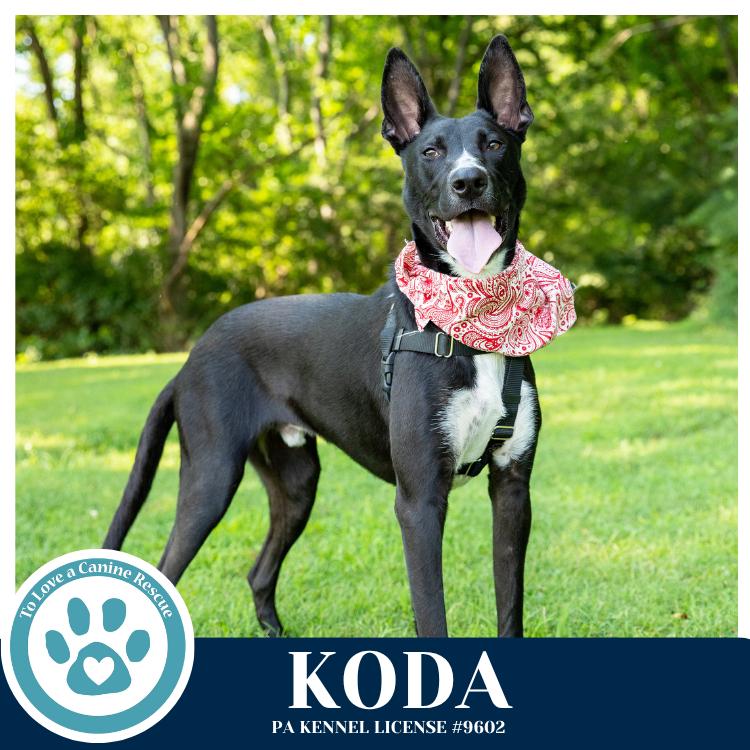 Koda 101125, a Adoptable mixed breed in Kimberton, PA image 1/6