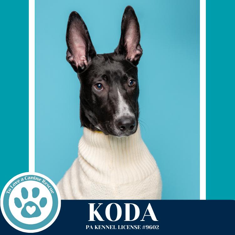 Koda 101125, Adoptable, Young Male Mixed Breed.