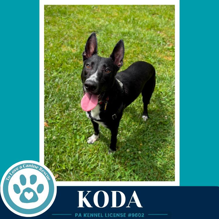 Koda 101125, a Adoptable mixed breed in Kimberton, PA image 2/6