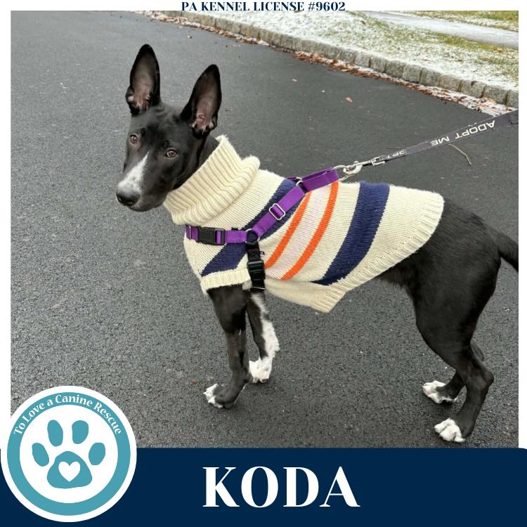 Koda 101125, Adoptable, Young Male Shepherd & Border Collie.