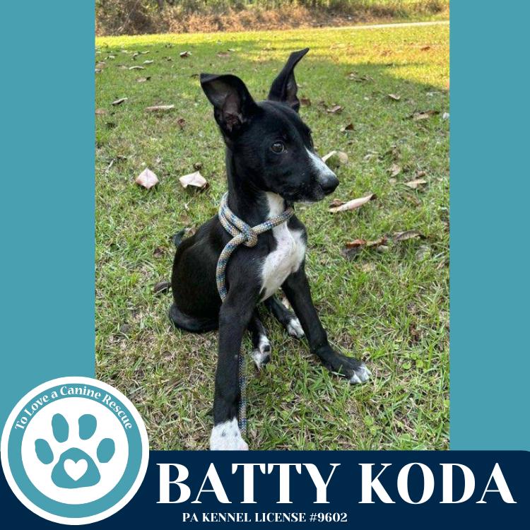 Koda 101125, Adoptable, Young Male Shepherd & Labrador Retriever.