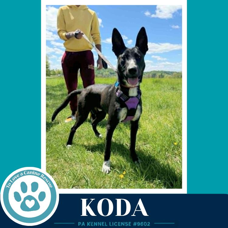 Enlarge Koda 101125, a Adoptable mixed breed in Kimberton, PA image 2/6