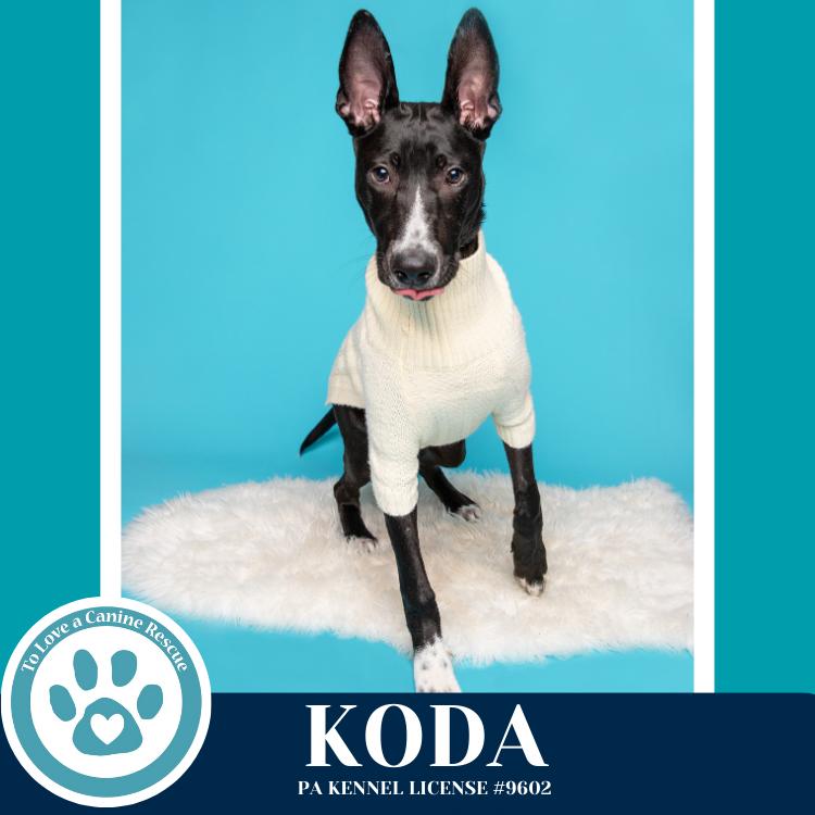 Enlarge Koda 101125, a Adoptable mixed breed in Kimberton, PA image 3/6