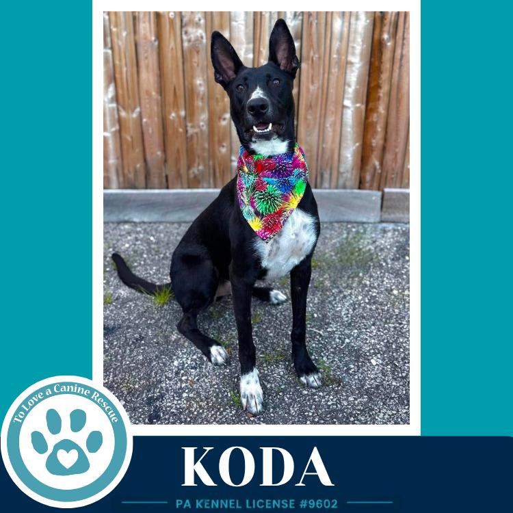 Koda 101125, a Adoptable mixed breed in Kimberton, PA image 4/6