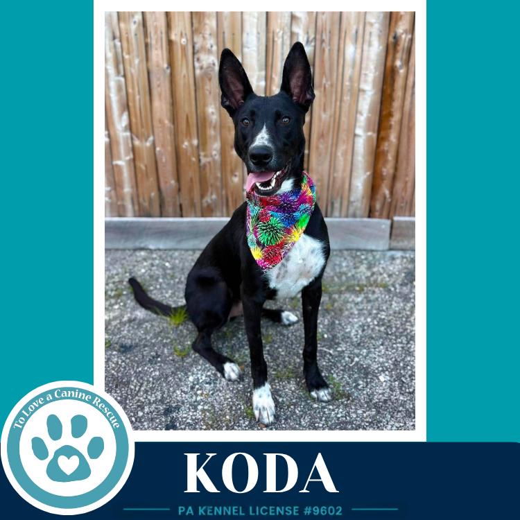 Koda 101125, a Adoptable mixed breed in Kimberton, PA image 5/6