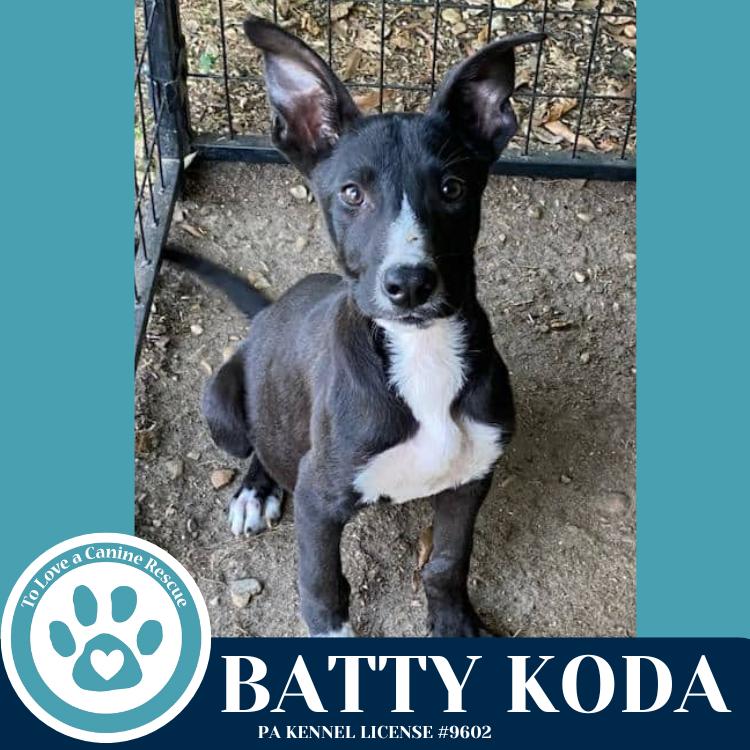Enlarge Koda 101125, a Adoptable mixed breed in Kimberton, PA image 2/5