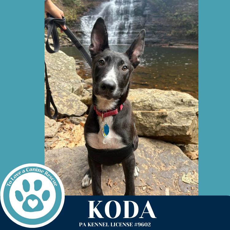 Enlarge Koda 101125, a Adoptable mixed breed in Kimberton, PA image 3/5