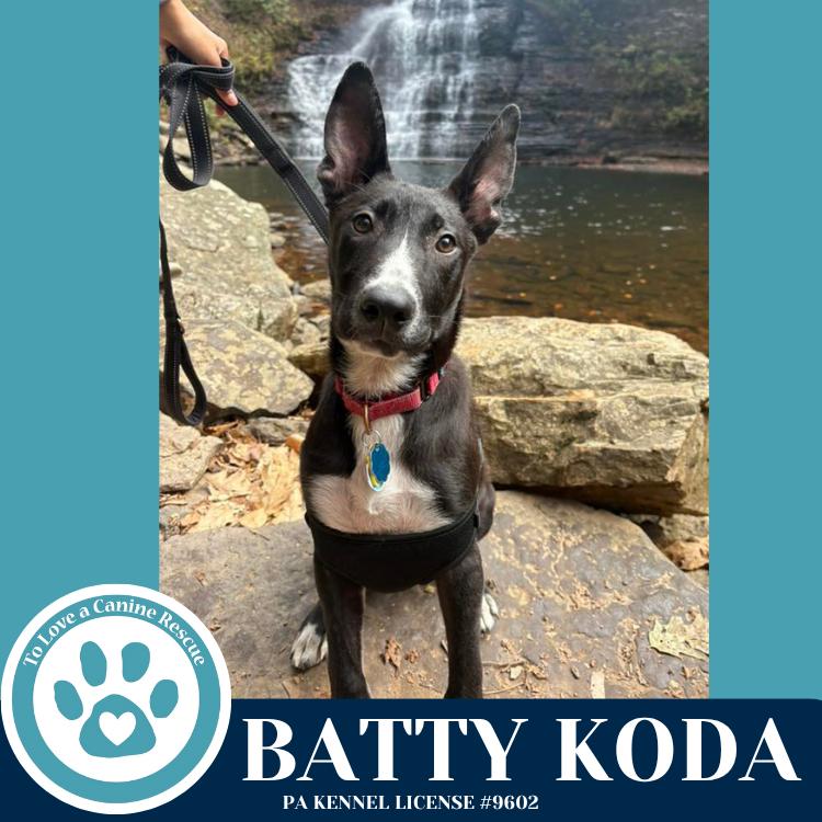 Enlarge Koda 101125, a Adoptable mixed breed in Kimberton, PA image 4/5