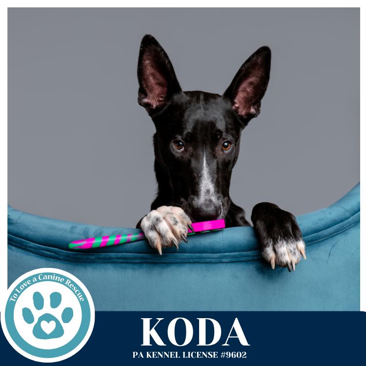Enlarge Koda 101125, a Adoptable mixed breed in Kimberton, PA image 3/5