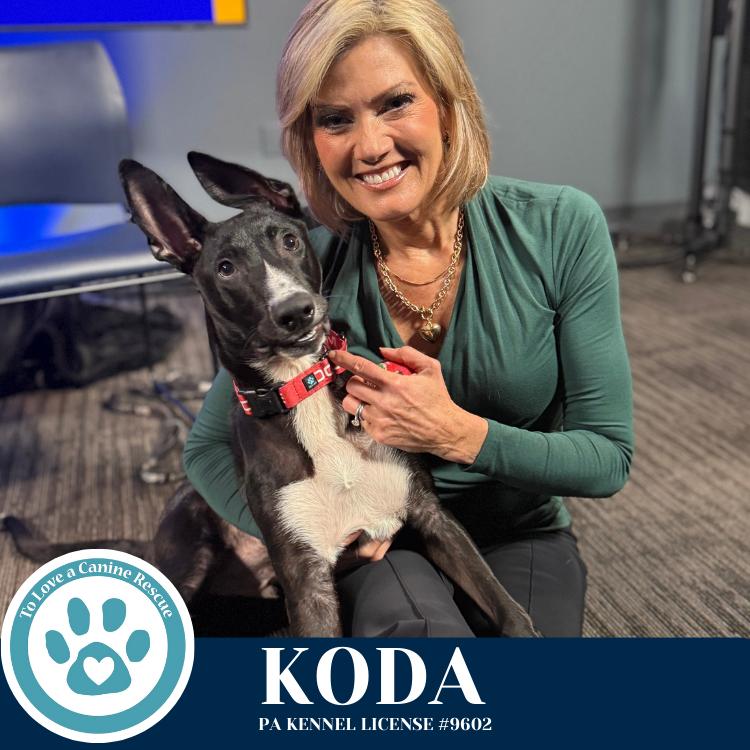 Enlarge Koda 101125, a Adoptable mixed breed in Kimberton, PA image 6/6