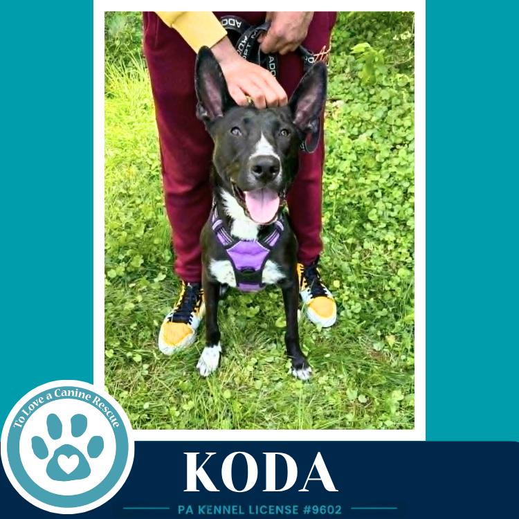 Enlarge Koda 101125, a Adoptable mixed breed in Kimberton, PA image 5/6