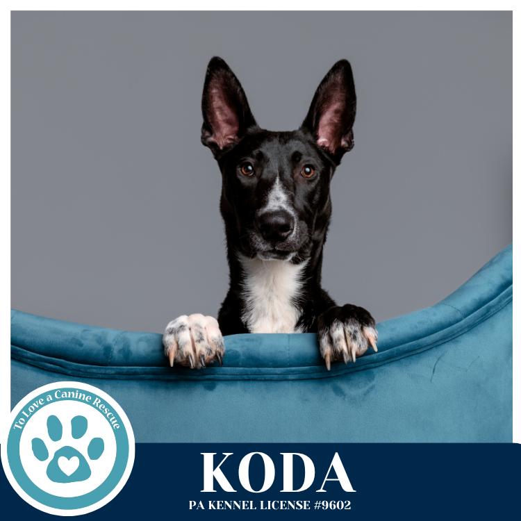 Enlarge Koda 101125, a Adoptable mixed breed in Kimberton, PA image 5/5