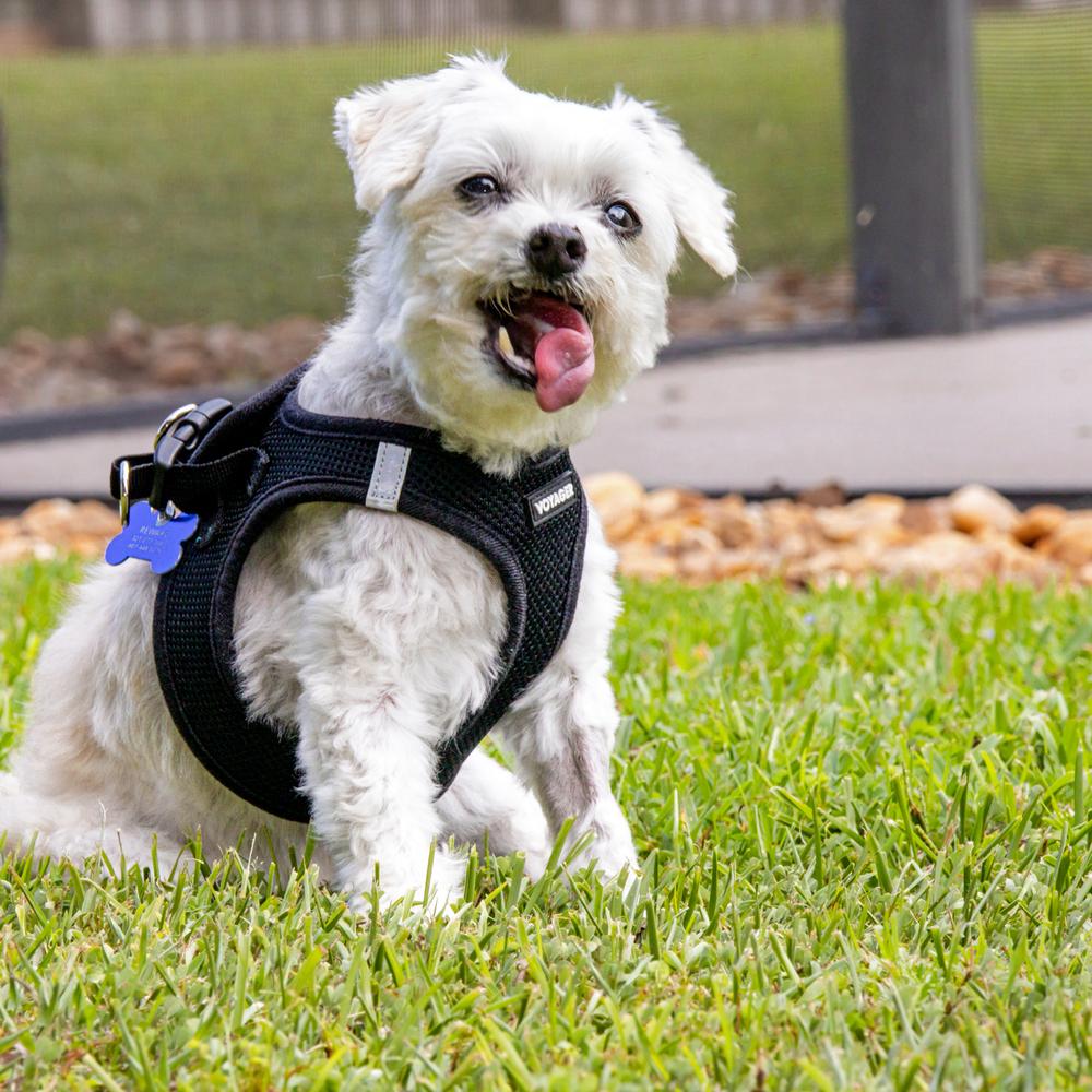 Enlarge Codey, a Adoptable mixed breed in Orlando, FL image 1/6