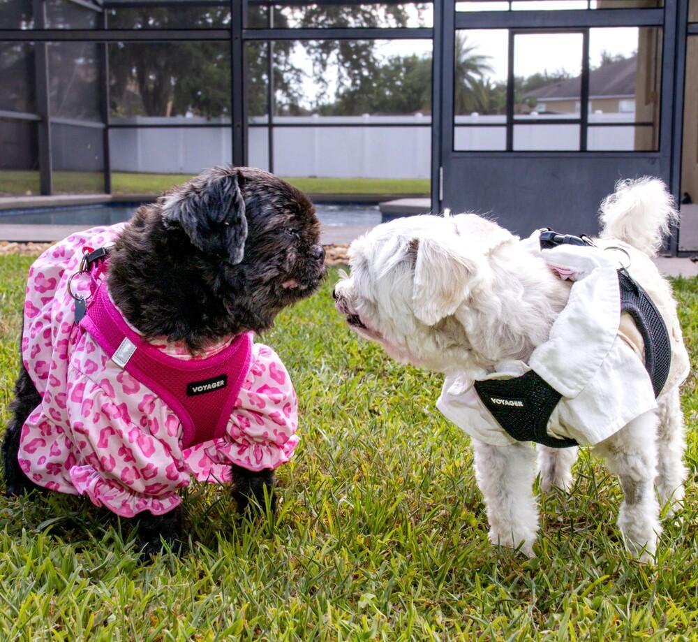 Enlarge Codey, a Adoptable mixed breed in Orlando, FL image 5/6