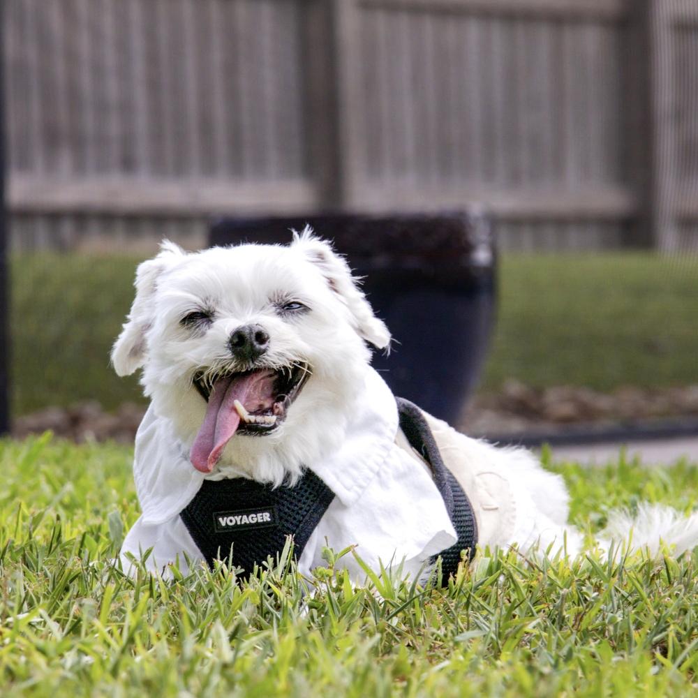 Enlarge Codey, a Adoptable mixed breed in Orlando, FL image 6/6