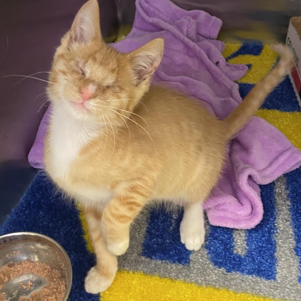 Mallow, Adoptable, Kitten Male Domestic Short Hair.