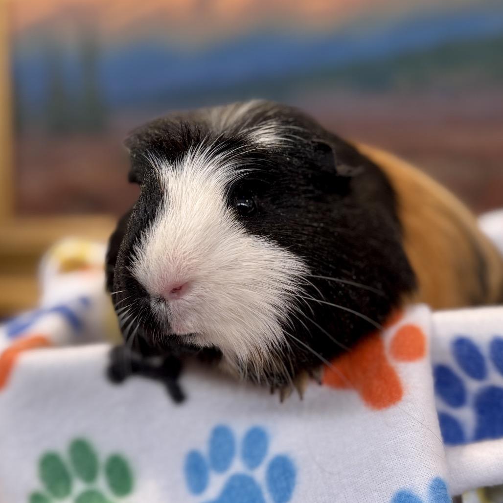 Caelum, Adoptable, Young Male Guinea Pig.