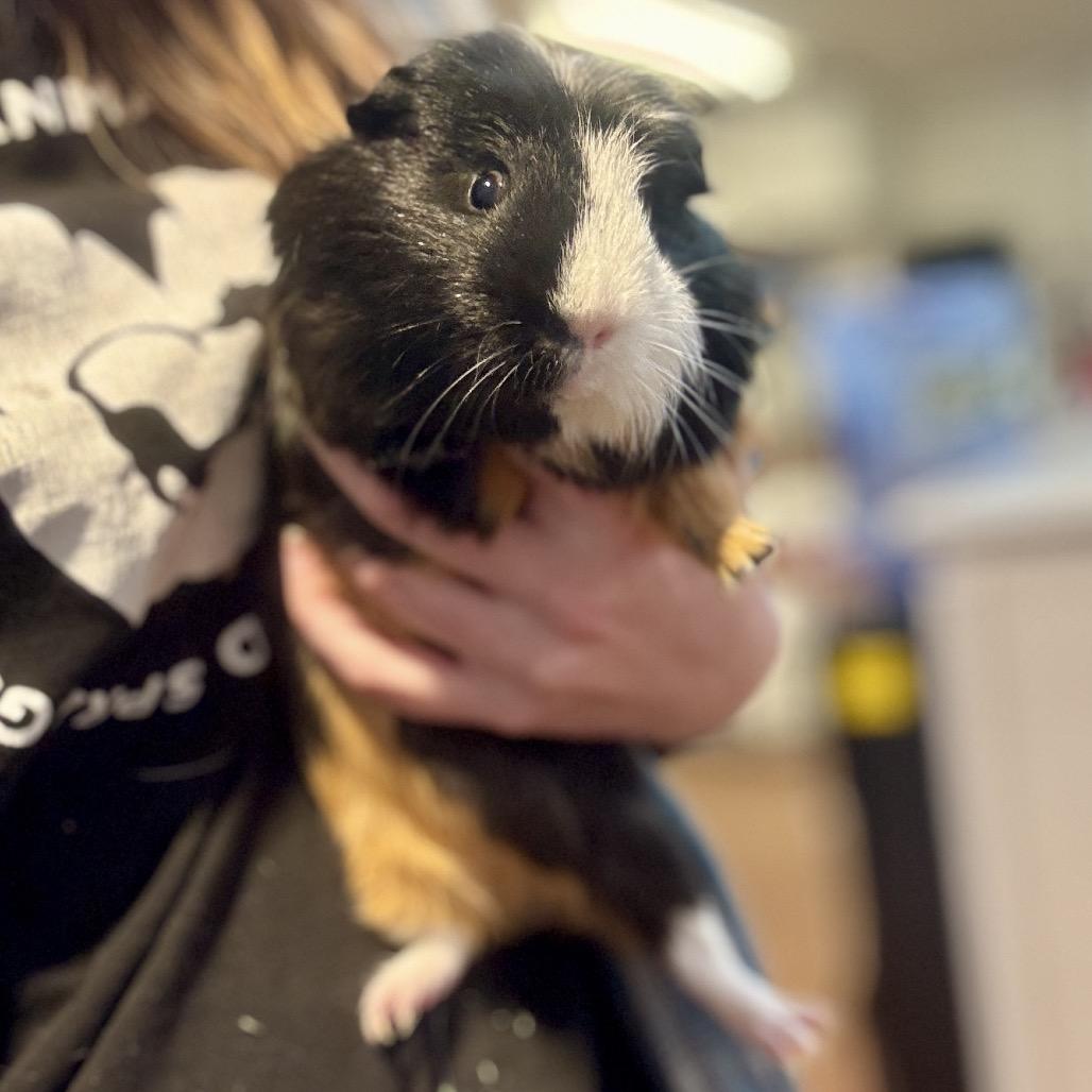 Caelum, Adoptable, Young Male Guinea Pig.