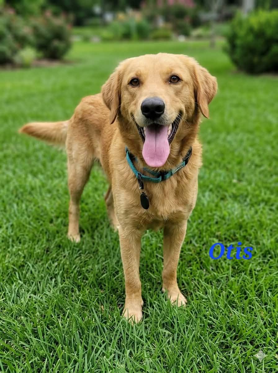 Otis, adopted, Adult Male Golden Retriever.