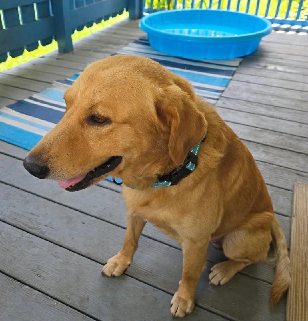 Enlarge Otis, an adopted mixed breed in Milford, PA image 4/5