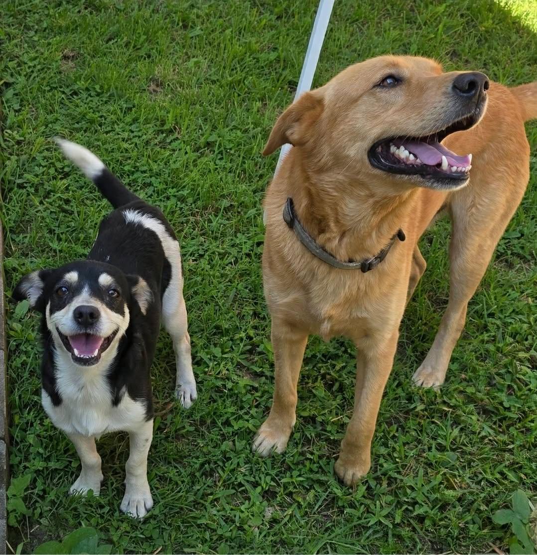 Enlarge Otis, an adopted mixed breed in Milford, PA image 3/5