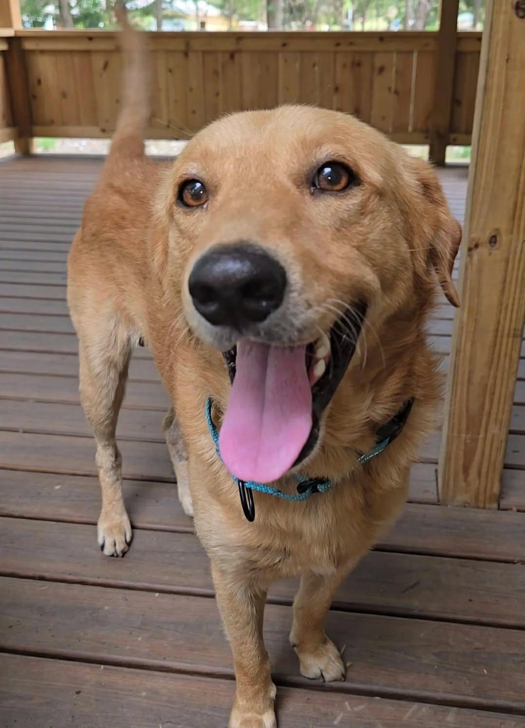 Enlarge Otis, an adopted mixed breed in Milford, PA image 5/5