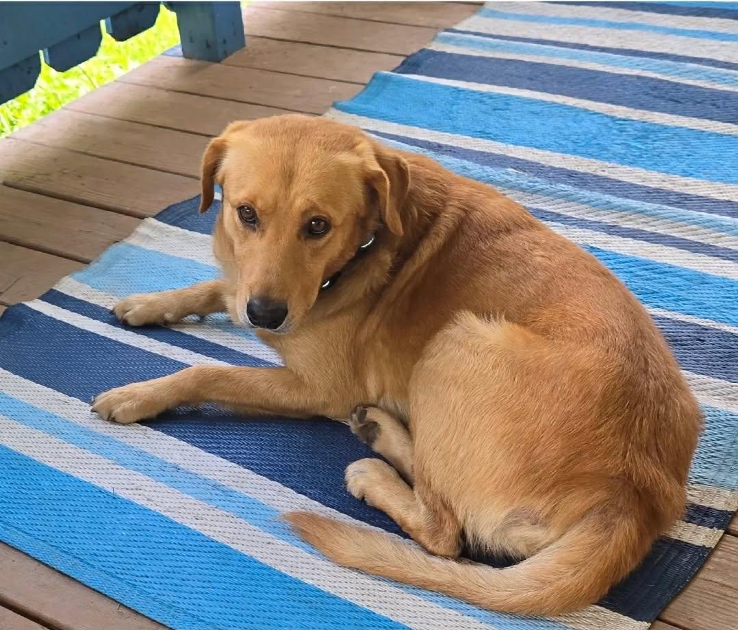 Enlarge Otis, an adopted mixed breed in Milford, PA image 2/5
