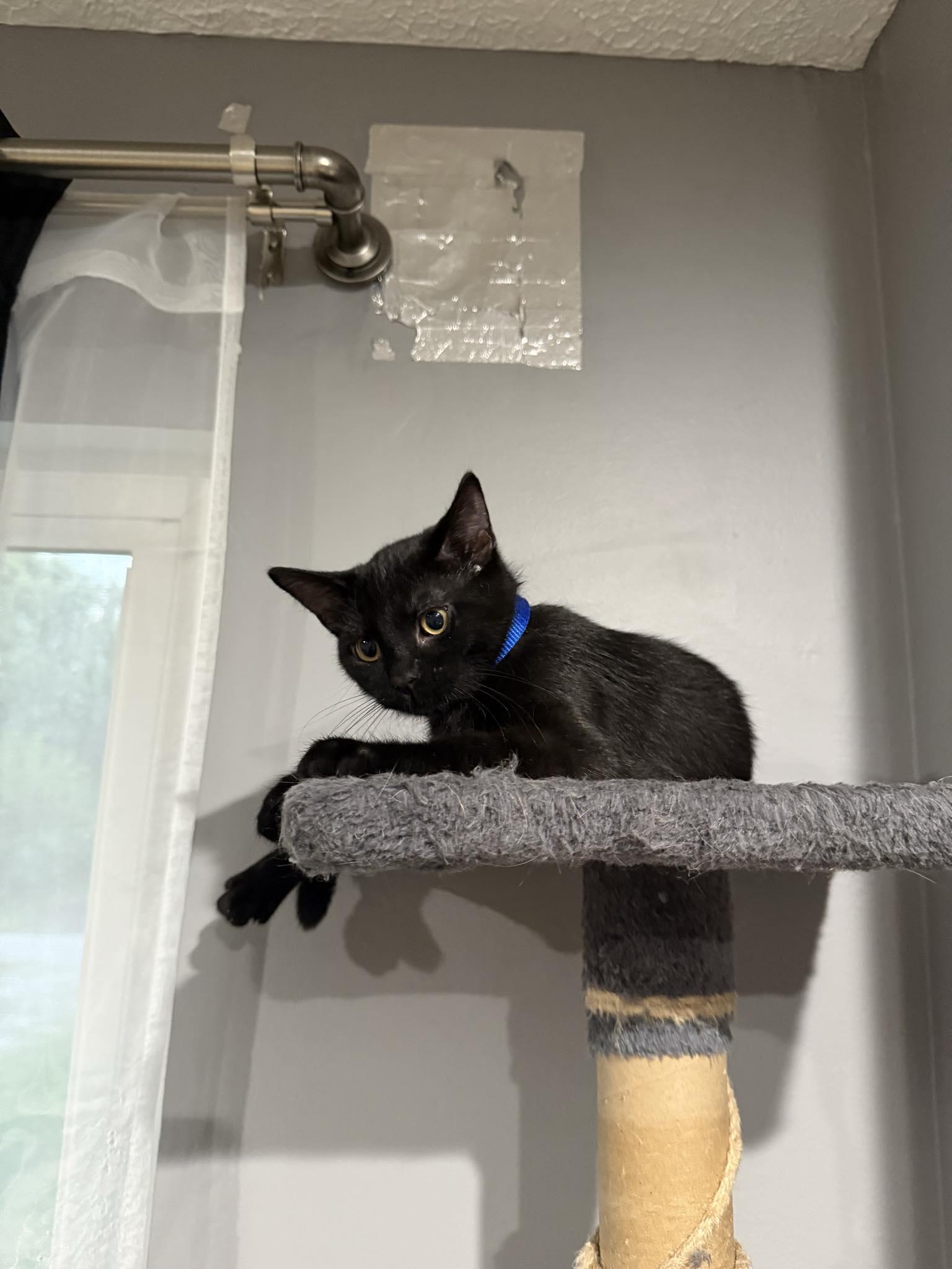 Enlarge Jessie, a Adoptable Domestic Short Hair in Indianapolis, IN image 1/1