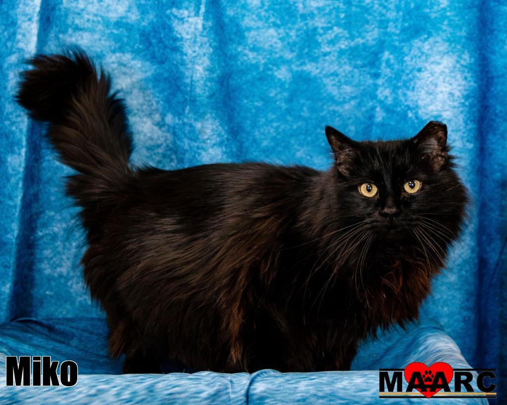 Enlarge Miko, a Adoptable mixed breed in Maryville, TN image 1/3