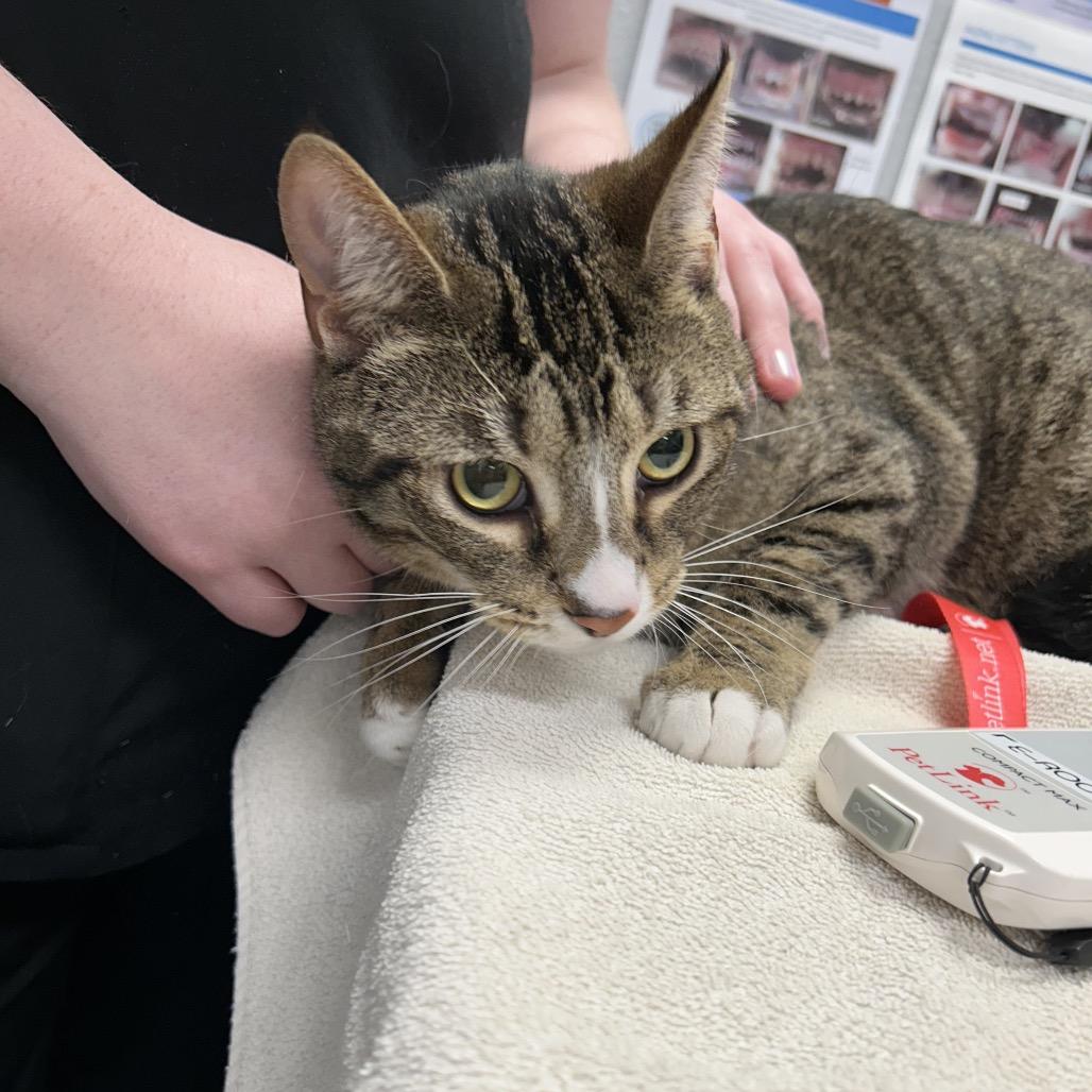 Bunson (Critter Barn), Adoptable, Adult Male Domestic Short Hair.