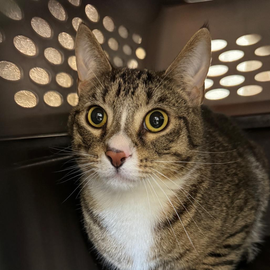 Bunson (Critter Barn), a Adoptable Domestic Short Hair in West Olive, MI image 2/2