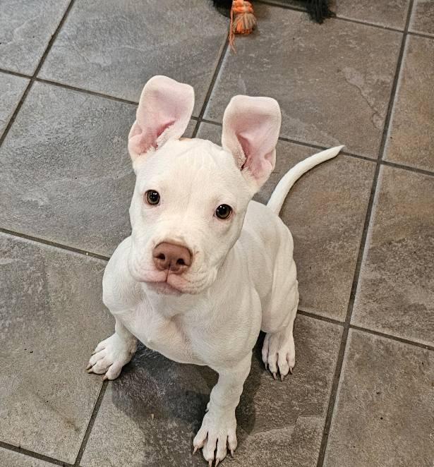 Roo, a Adoptable mixed breed in Leonardtown, MD image 2/5