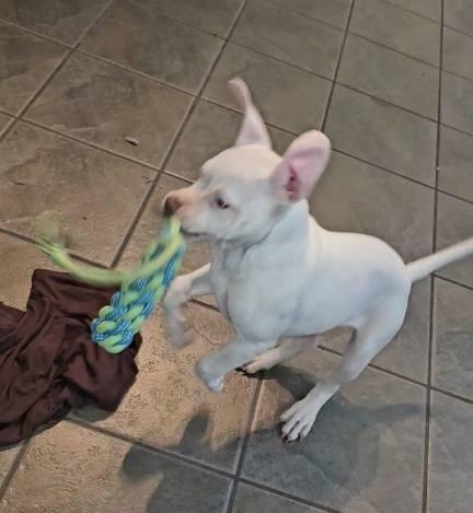 Roo, a Adoptable mixed breed in Leonardtown, MD image 3/5