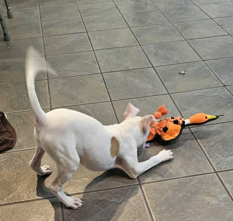 Roo, a Adoptable mixed breed in Leonardtown, MD image 4/5