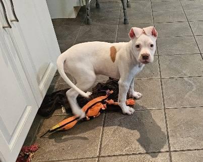 Roo, a Adoptable mixed breed in Leonardtown, MD image 5/5