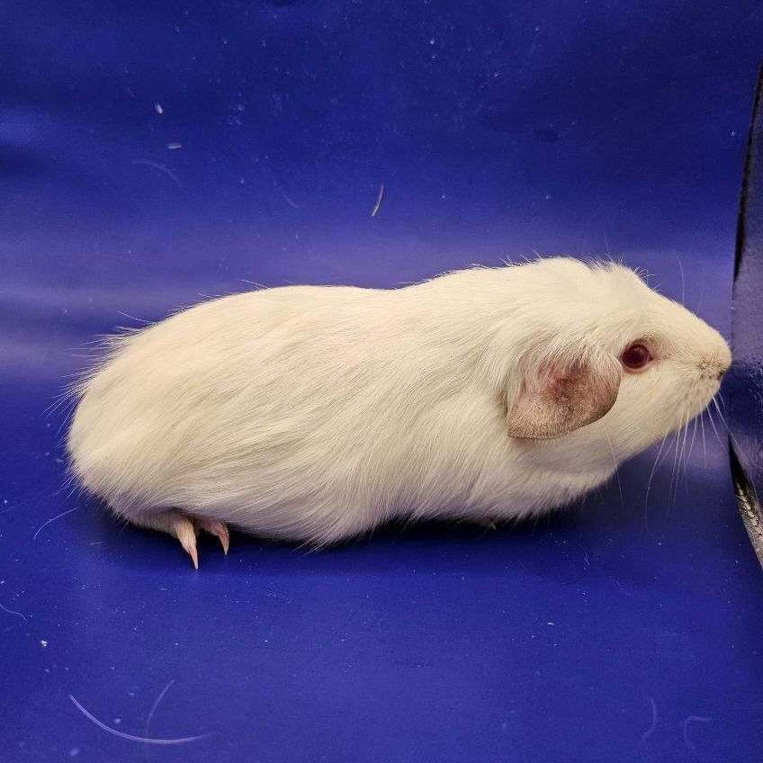 Littlefoot, a Adoptable Guinea Pig in Eagle River, AK image 1/3