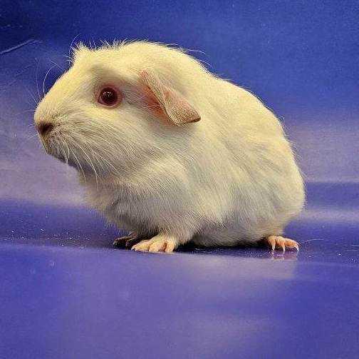 Littlefoot, Adoptable, Young Female Guinea Pig.