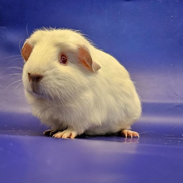 Littlefoot, a Adoptable Guinea Pig in Eagle River, AK image 3/3
